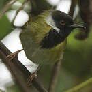 Apalis à gorge noire