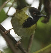 Black-throated Apalis