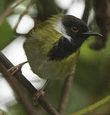 Apalis à gorge noire