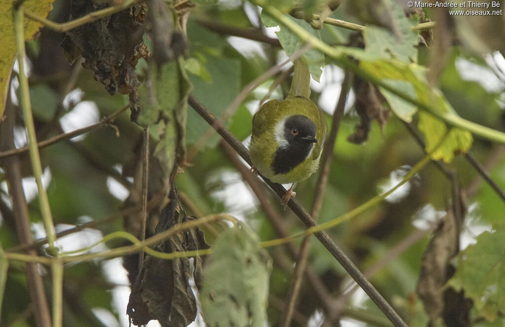 Black-throated Apalis