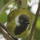 Apalis à gorge noire