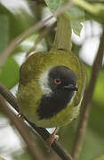 Black-throated Apalis