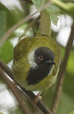 Apalis à gorge noire