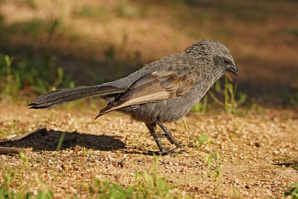 Apostlebird