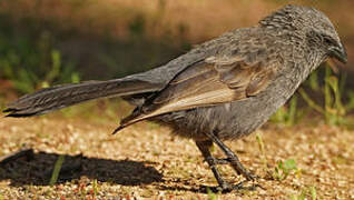 Apostlebird