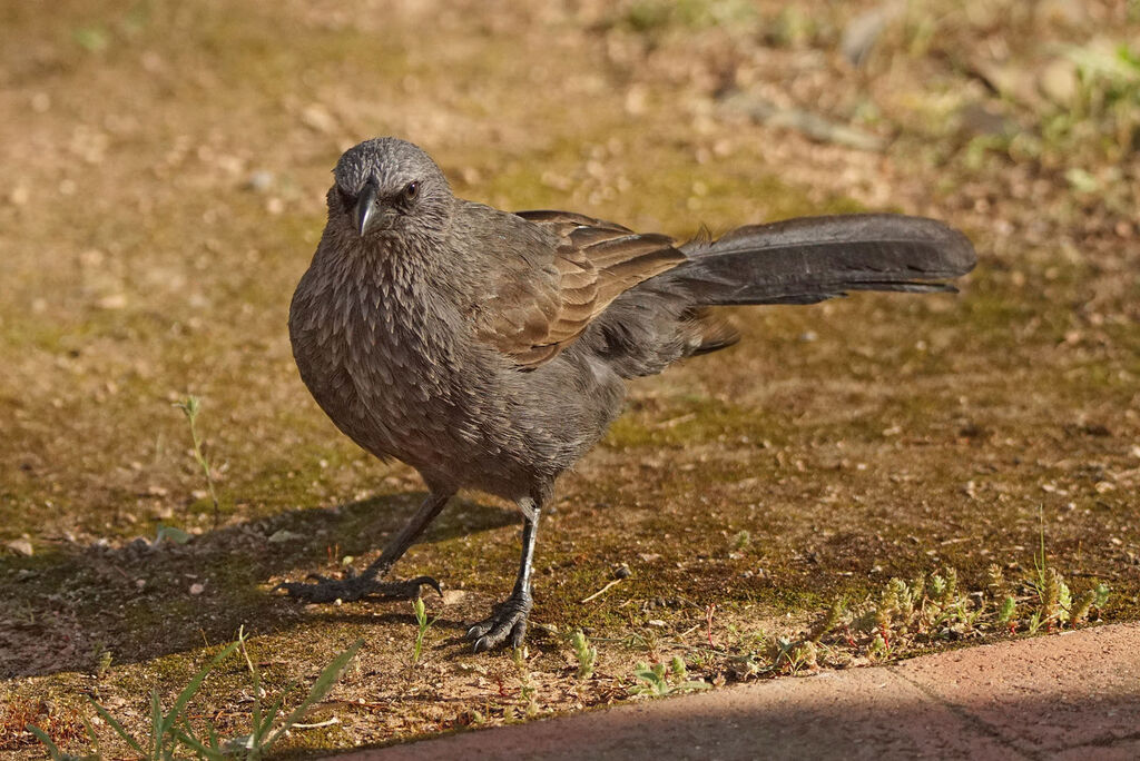 Apôtre gris