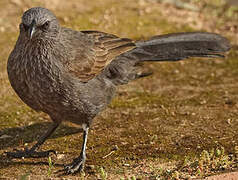 Apostlebird