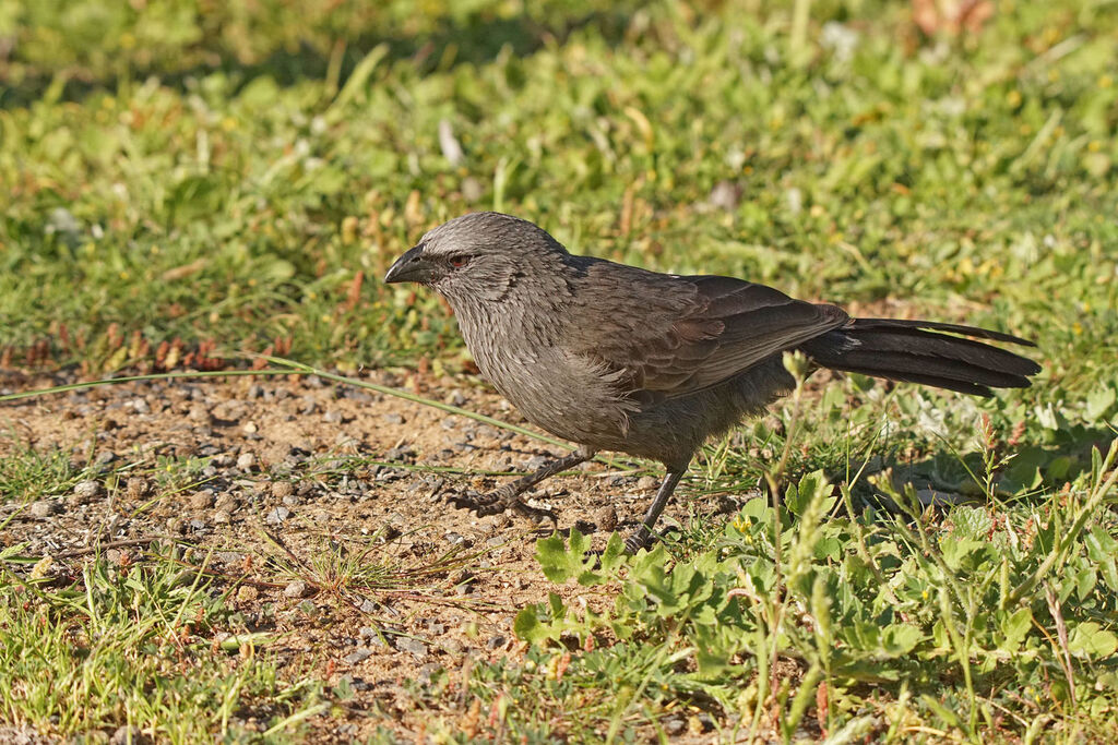 Apôtre gris