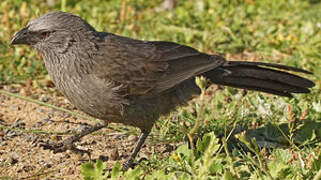 Apostlebird