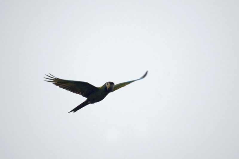 Golden-collared Macaw