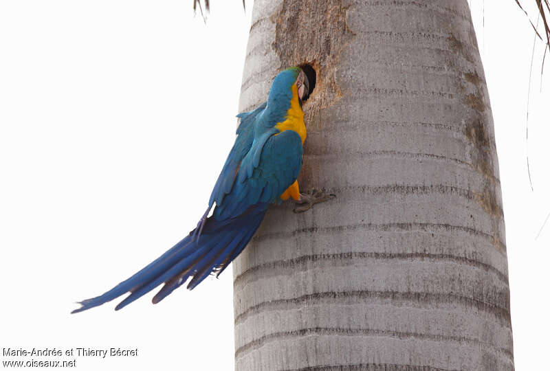 Blue-and-yellow Macawadult, Reproduction-nesting