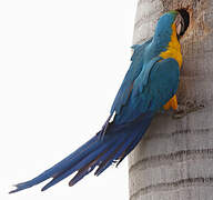 Blue-and-yellow Macaw