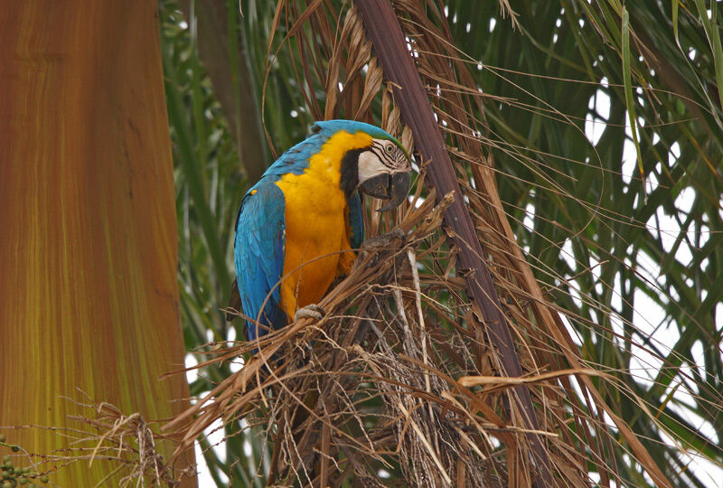 Blue-and-yellow Macaw