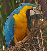 Blue-and-yellow Macaw