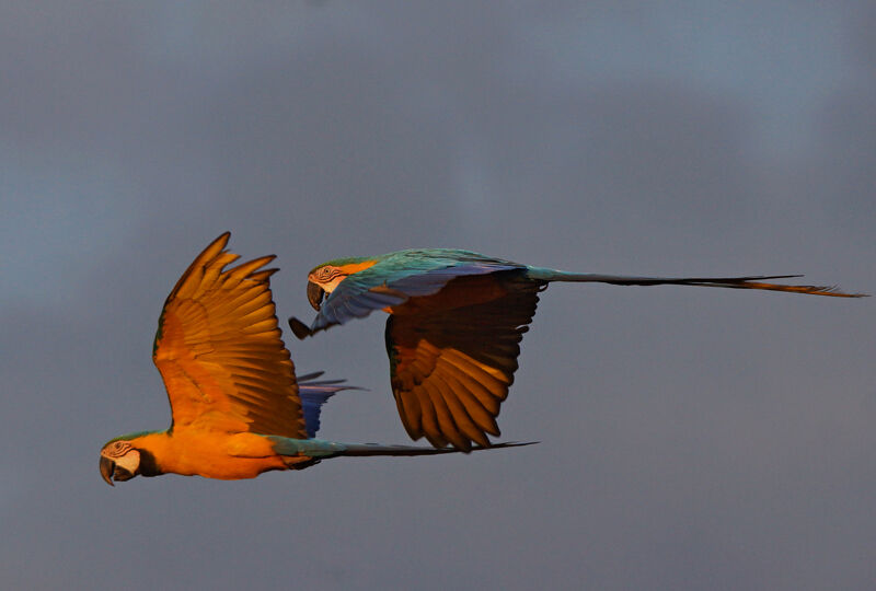 Blue-and-yellow Macaw, Flight