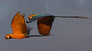 Blue-and-yellow Macaw