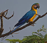 Blue-and-yellow Macaw