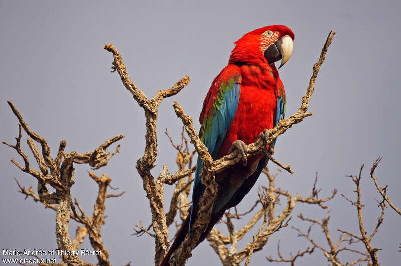 Ara chloroptèreadulte, portrait