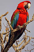 Red-and-green Macaw