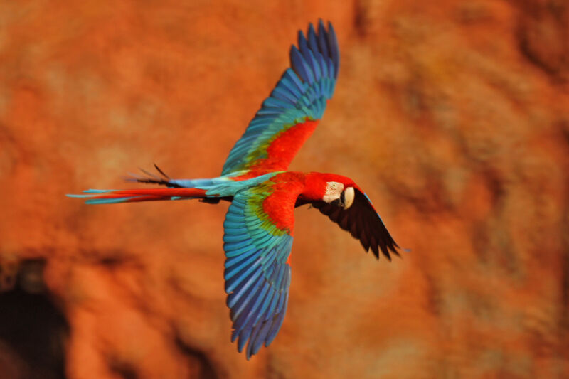 Red-and-green Macawadult, identification