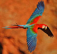 Red-and-green Macaw