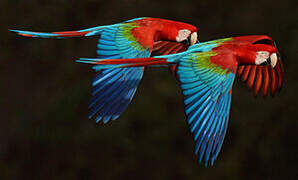 Red-and-green Macaw