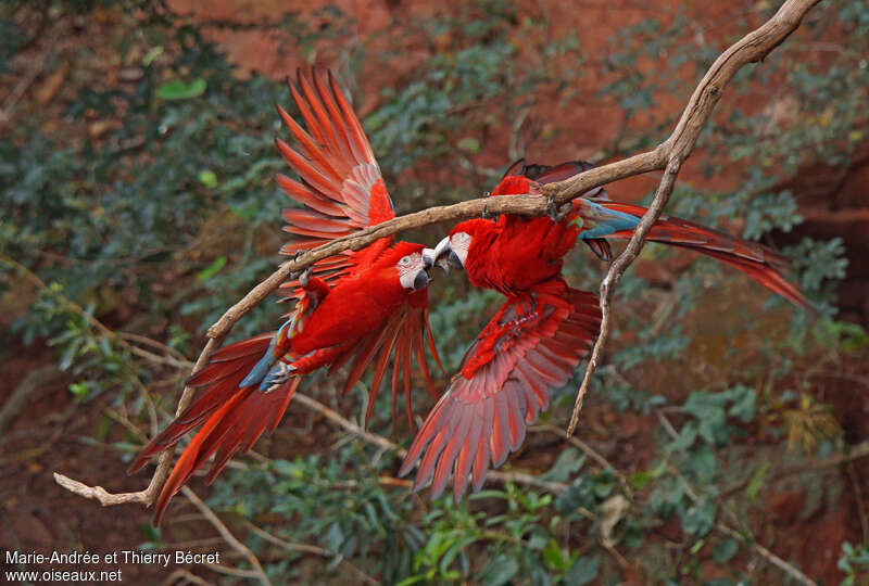 Red-and-green Macawadult, pigmentation, Behaviour