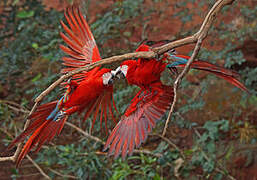 Red-and-green Macaw