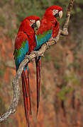 Red-and-green Macaw