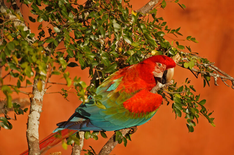 Red-and-green Macaw