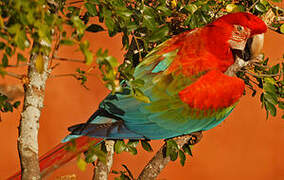 Red-and-green Macaw