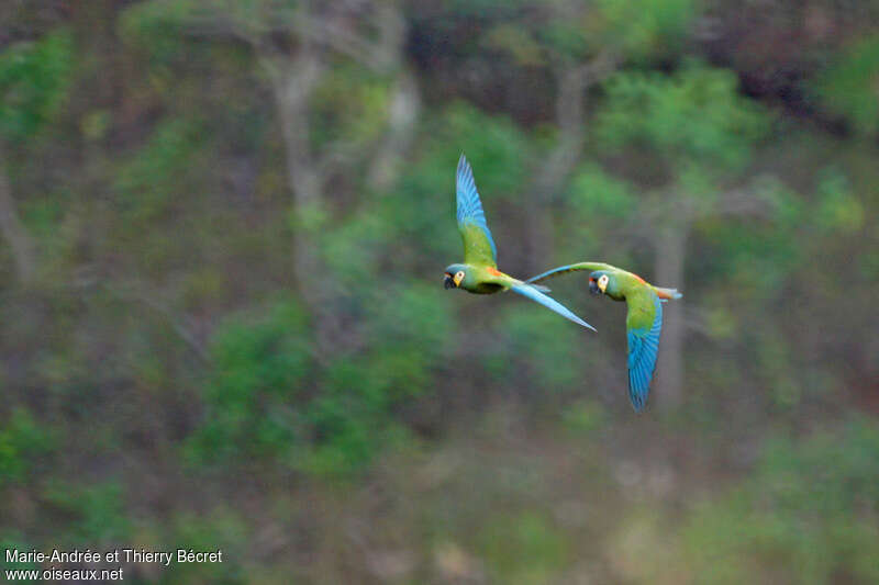 Blue-winged Macaw, identification