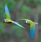 Blue-winged Macaw