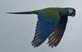 Blue-winged Macaw