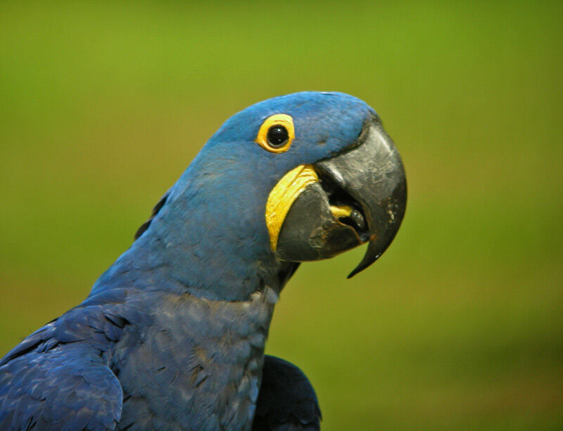 Hyacinth Macaw