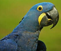 Hyacinth Macaw