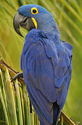 Hyacinth Macaw