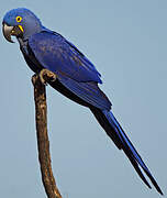 Hyacinth Macaw