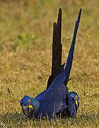 Hyacinth Macaw