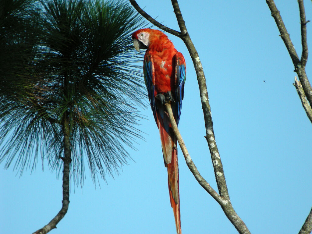 Scarlet Macaw