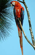 Scarlet Macaw