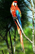 Scarlet Macaw