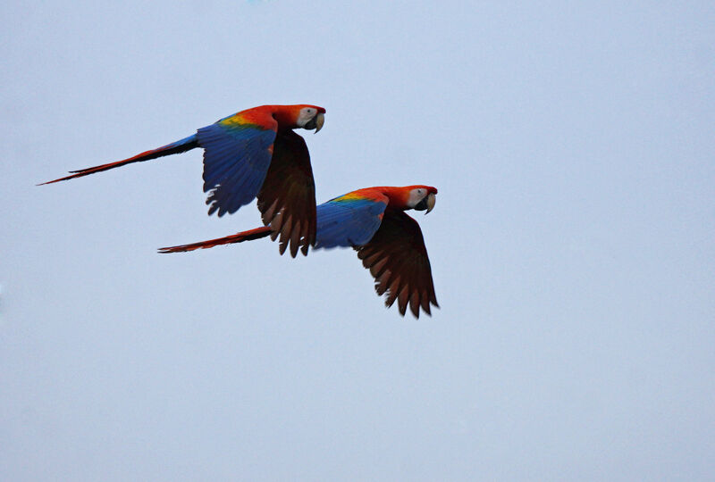 Scarlet Macaw, Flight