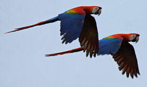 Scarlet Macaw