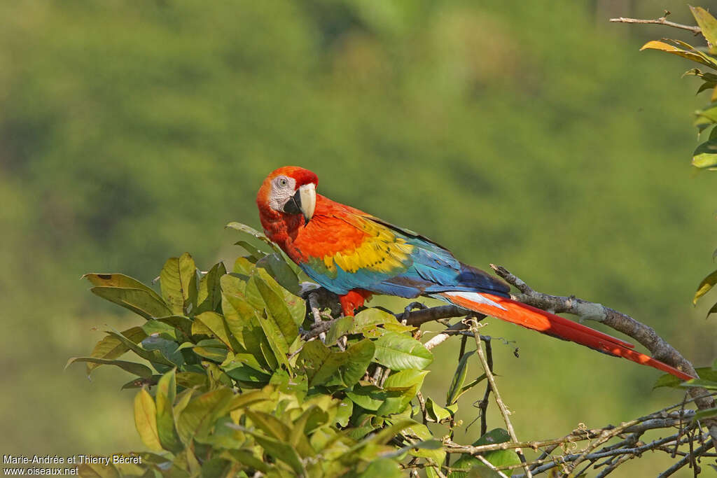 Scarlet Macawadult, identification