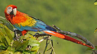 Scarlet Macaw