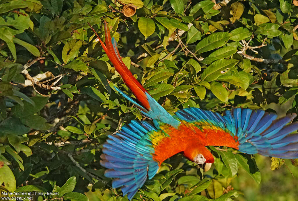 Scarlet Macawadult, pigmentation, Flight