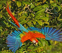 Scarlet Macaw