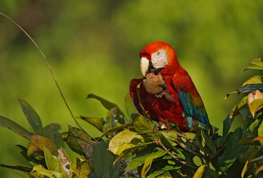 Scarlet Macaw