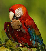 Scarlet Macaw